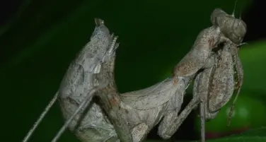 Insetti, scoperta la mantide nana in Alto Adige
