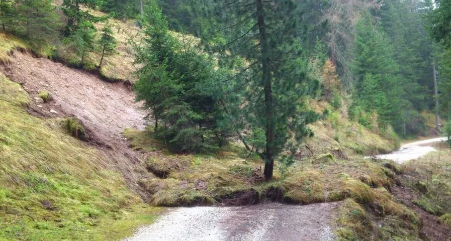 L’albero che resiste anche a una frana