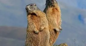 Caccia: il Tar di Bolzano sospendel'abbattimento di 1.100 marmotte