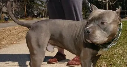 Scoppia la rissa a causa di un pitbull