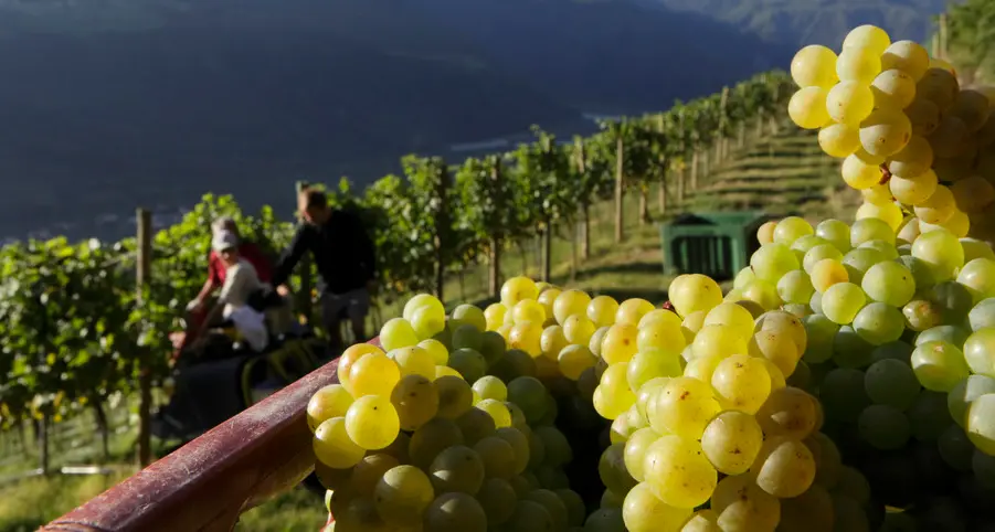 La vendemmia si chiude promettendo ottimi vini