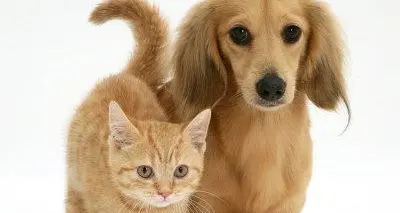 Cani e gatti nei condomini, ecco tutte le novità in vigore da domani