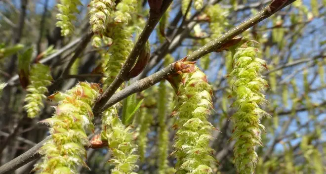 Si apre la stagione dei pollini: attenzione alle allergie