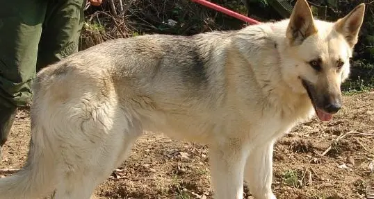 Bambino di quattro anni morso dal cane del vicino