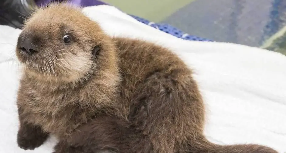 Lontra a rischio estinzione in Alto Adige ma per l’Austria sono troppe