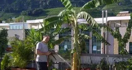 Altro che Lana, il record delle banane è bolzanino