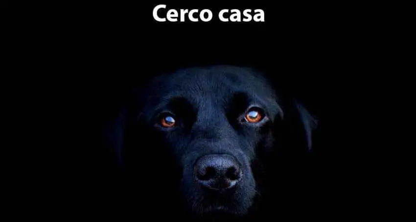Cani, i segreti per riuscire a darli in adozione