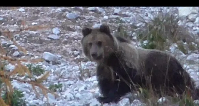 Un orso di un anno filmato nei boschi di Sirmiano / VIDEO