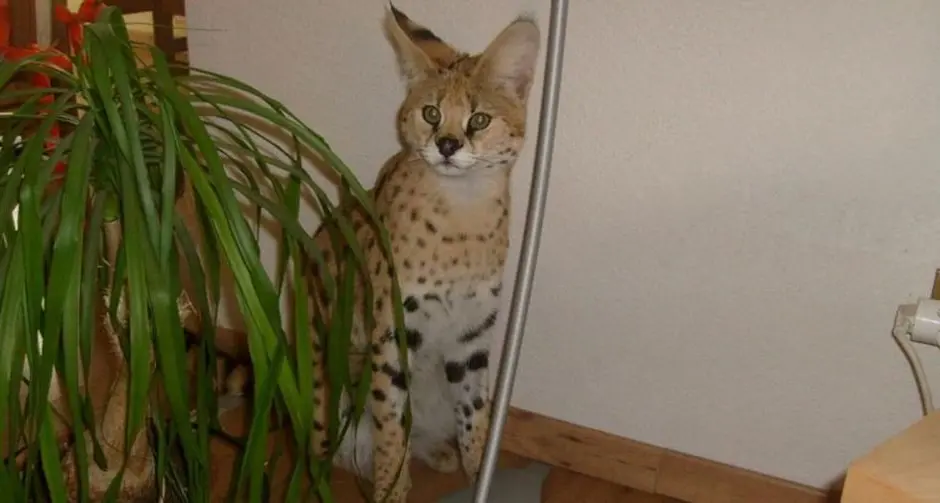 Il proprietario: «Ridatemi il gattopardo»