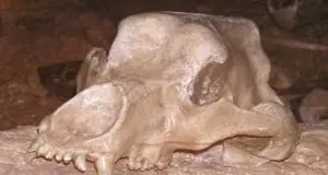 Apre a San Cassiano il museo sull'orso ladino