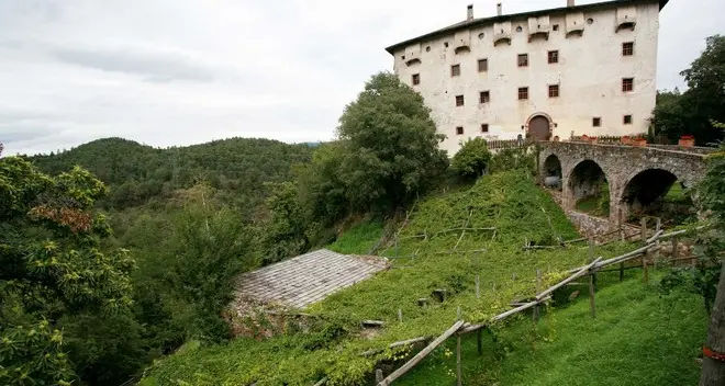 Versoaln, festa della fioritura per la vite più antica del mondo