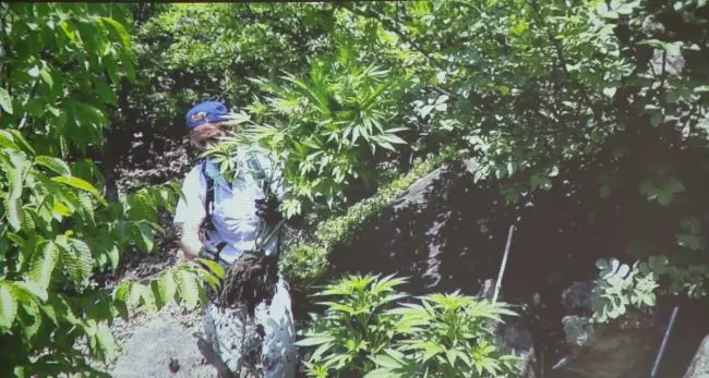 Giardiniere nei guai: aveva due piantagioni di marijuana vicino a Bolzano