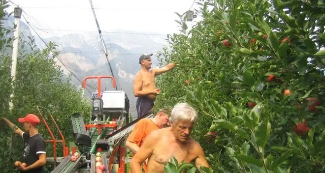 Raccolta delle mele, buona qualità ma con frutti più piccoli