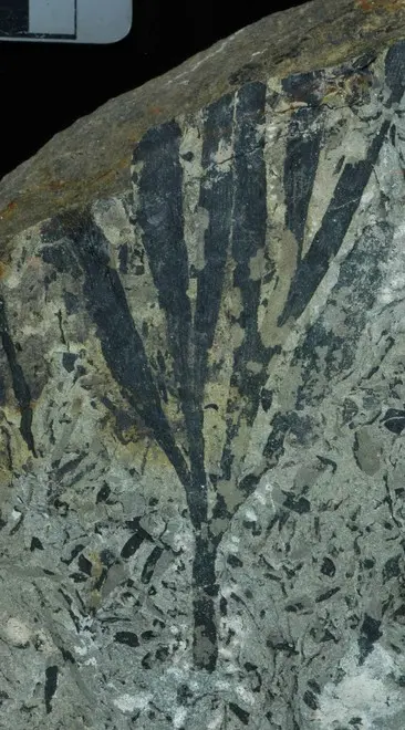 Nella Gola del Bletterbach piante di 260 milioni di anni