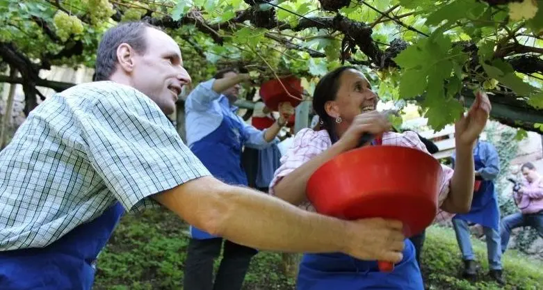 Al via la vendemmia, per i vini bianchi più aroma e acidità