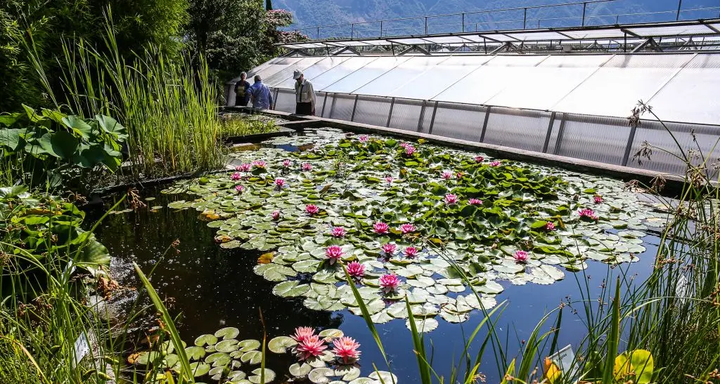 Serre aperte a Laimburg, con piante tropicali, ninfee, roseto e orto del contadino