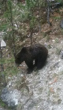 Gli ambientalisti: «L'orso Dino logo delle Dolomiti Unesco»