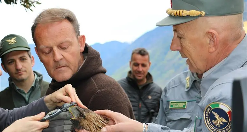Val Senales: rimessa in libertà la giovane aquila ferita