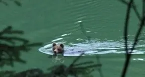 Il relax dell’orso: una nuotata nel laghetto artificiale / FOTO