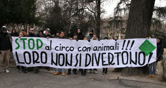 Animali nei circhi, il Comune non può vietarli