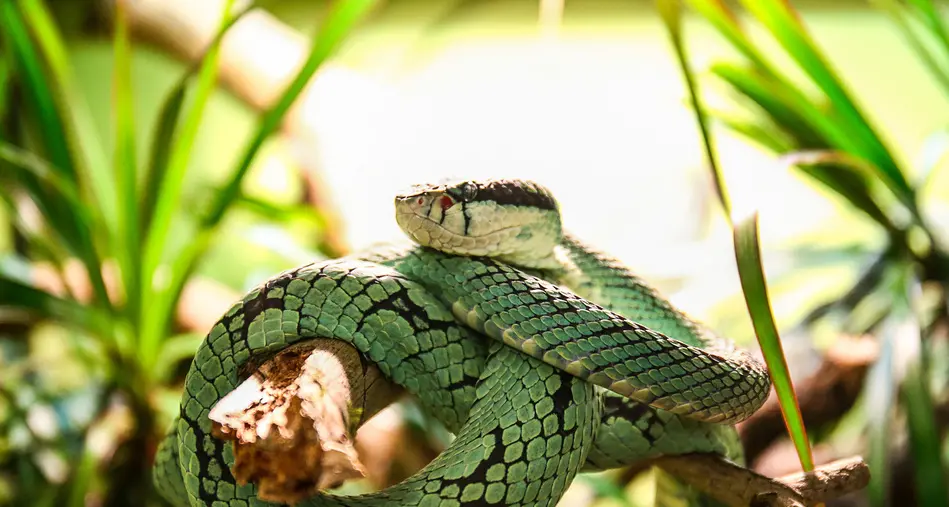 Il Museo replica: serpenti tutelati