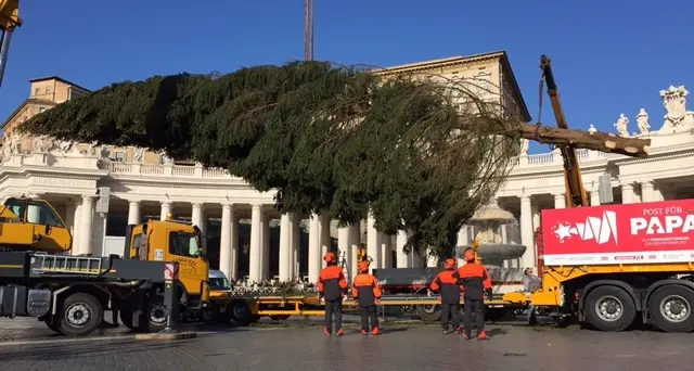 A destinazione l’albero del Papa
