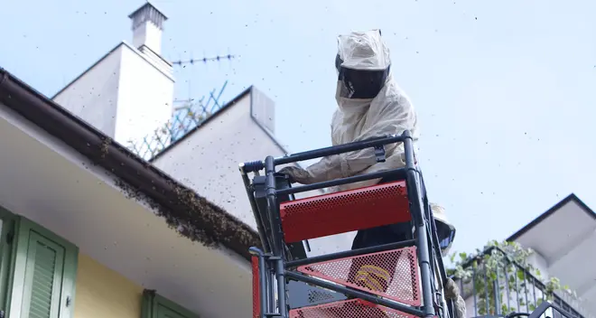 Nidi d’ape in città. In poche ore tre interventi dei vigili del fuoco