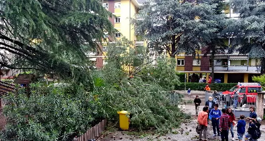 Albero caduto, Spagnolli: bisogna segnalare i casi a rischio alla Giardineria