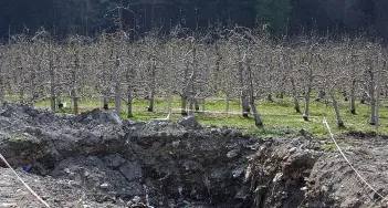 Bressanone: Albes, i meli crescono tra i rifiuti