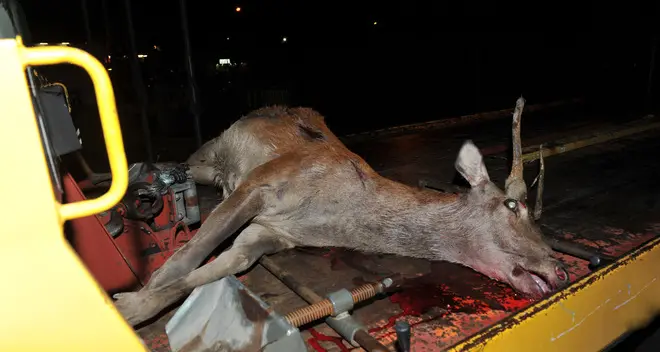 Macchina investe cervo sull’Autobrennero