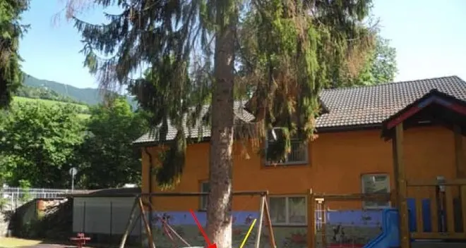 Avvelenato un albero dell’asilo