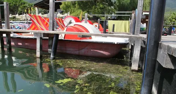 Al lago di Caldaro rispunta l’alga che punge i bagnanti
