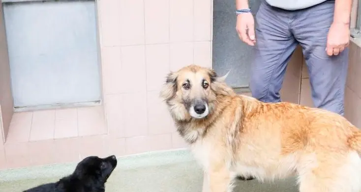 Cani confiscati a Salorno È già corsa all’adozione
