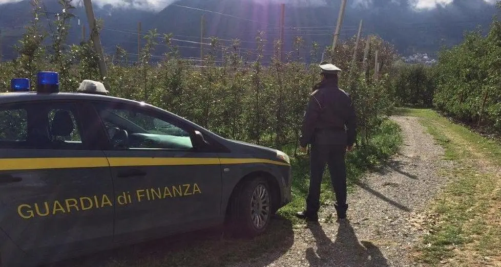 Raccolta mele, lavoratori in nero