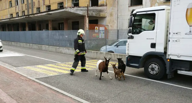 Ora, tre capre fuggono in strada: le salvano i pompieri