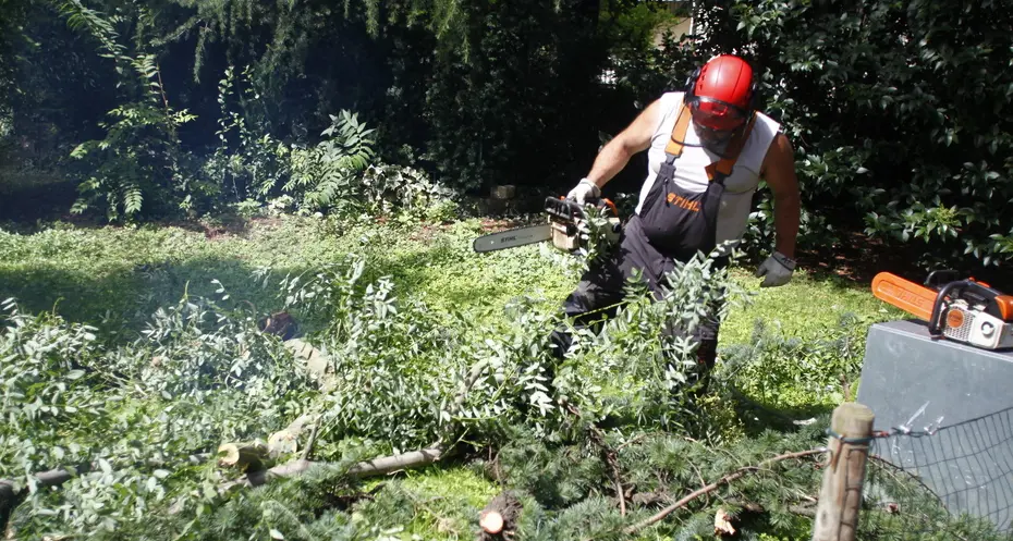 Cambia il clima, gli alberi non “reggono”