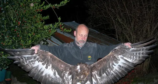 Cacciatore spara e uccide un’aquila “per salvare un cerbiatto”