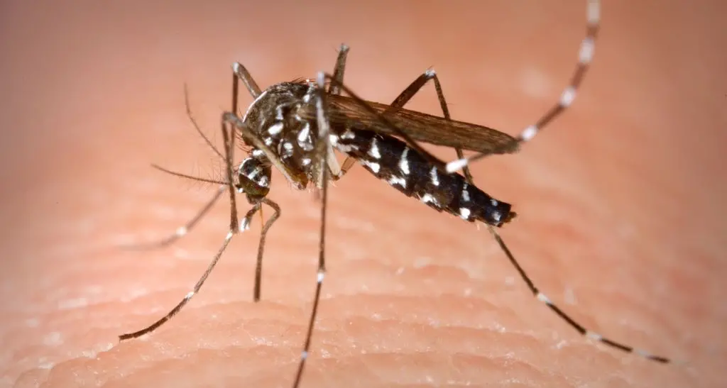 Zanzara tigre: appello dell'Asl per combatterla prima dell'inizio dell'estate a Bolzano, Laives, Merano ed Egna