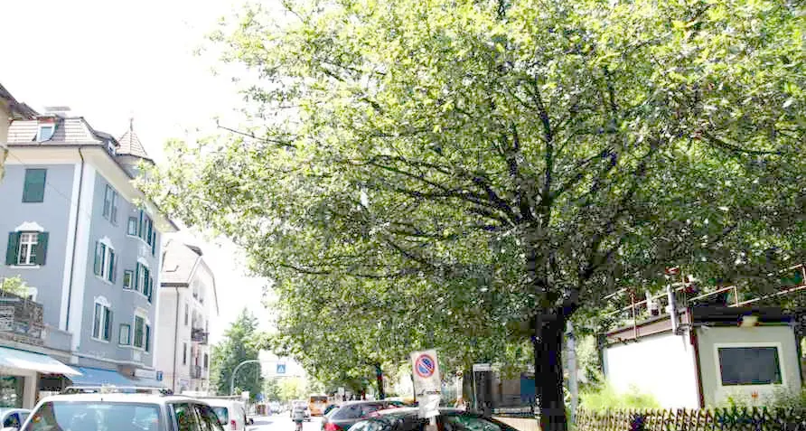 Via Claudia Augusta Strage di alberi per la pista ciclabile