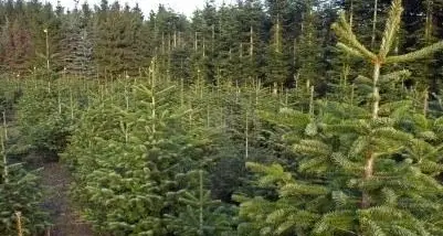 Alberi di Natale: il calendario di raccolta della Seab
