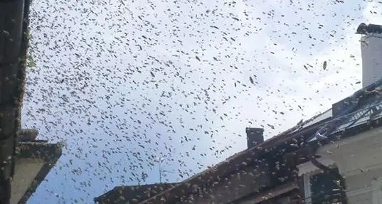 Bolzano: invasione d’api, bloccata via Leonardo da Vinci