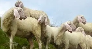 Il soccorso alpino salva tre pecore spaventate da un cane