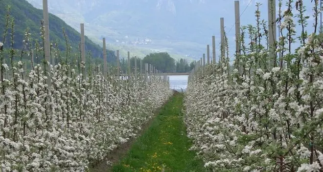 Ventitré prodotti fitosanitari fuorilegge: dannosi per le api