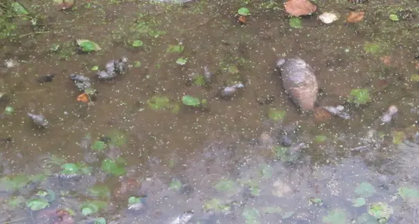 Tolta l’acqua dal canale: più di mille pesci morti