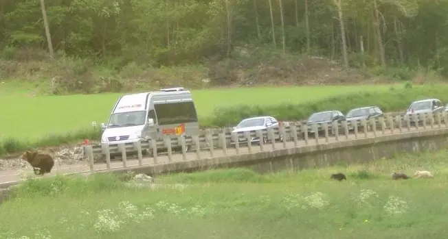 Mamma orsa e 3 cuccioli fra le auto