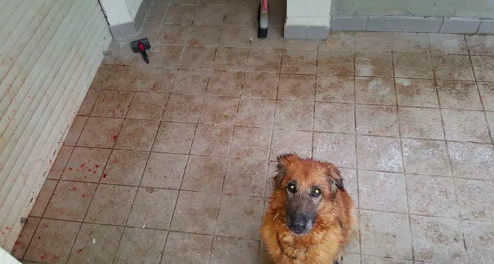 Bolzano, abbandona il cane in balcone per cinque giorni