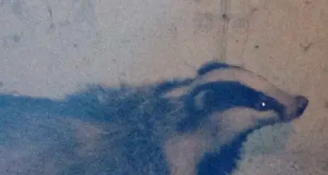 Catturato il tasso che si era rifugiato nel garage in centro