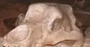 Musei: l'Ursus ladinicus a San Cassiano