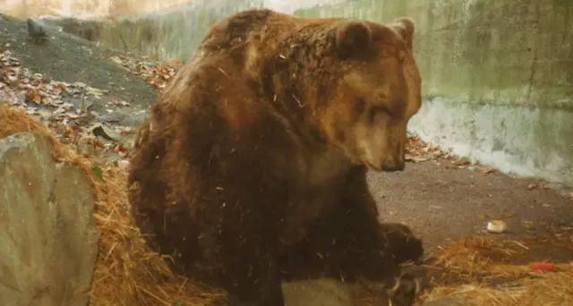 Bolzano ricorda l’orso Pippo: una vita a Parco Petrarca