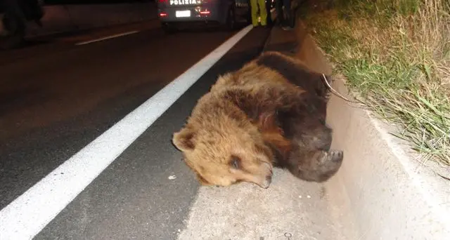 Identificato l'orso investito in giugno lungo la Me-Bo
